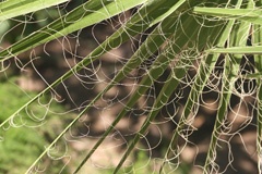 IMG_0549a